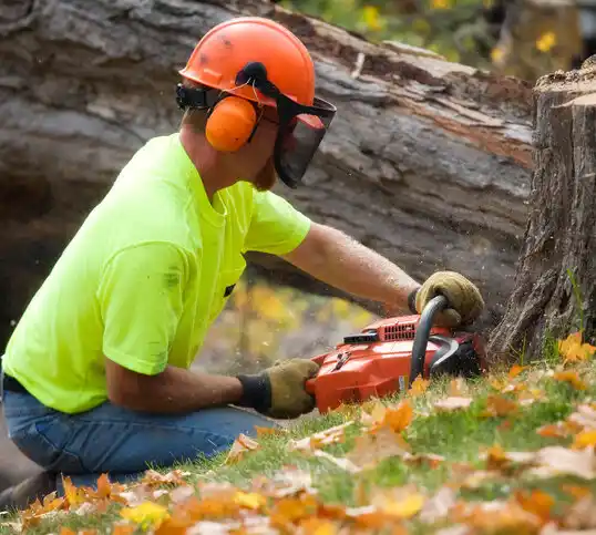 tree services Northwood